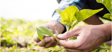 Agricultura, Meio ambiente e Saneamento Básico